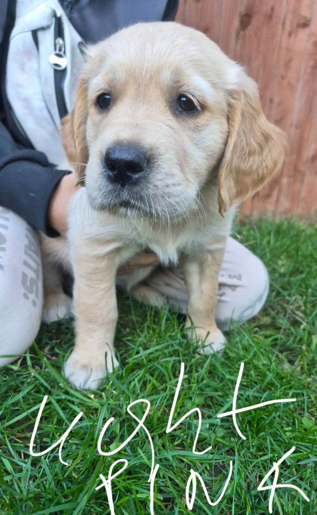Golden retriever puppy 