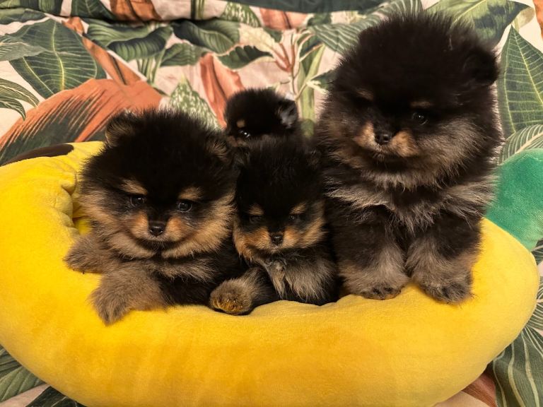 Absolutely gorgeous KC Russian/Taiwan pups