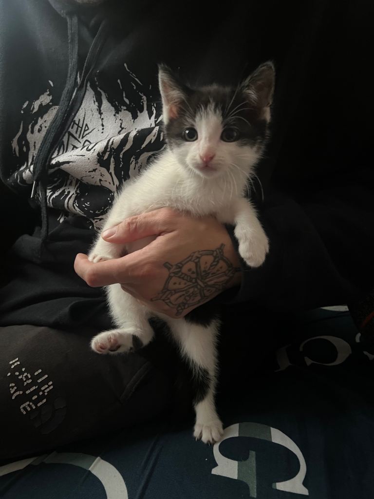 kittens 