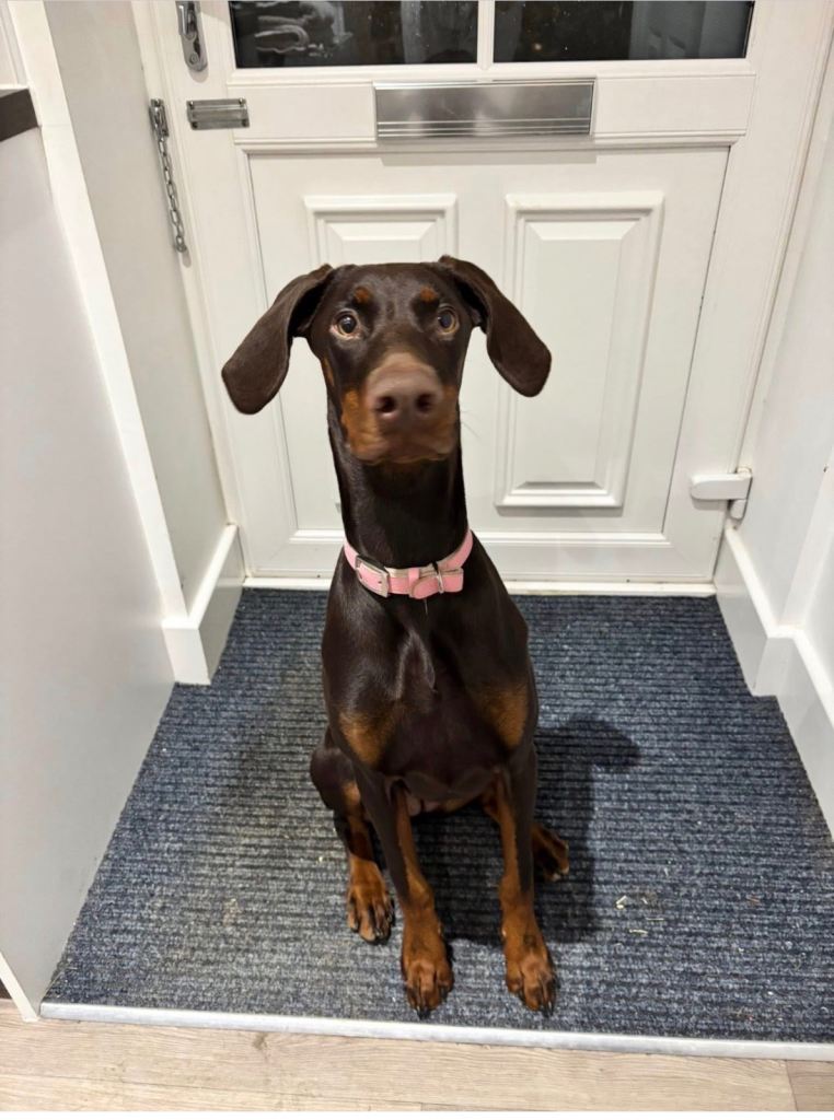 Female Doberman 21 months old