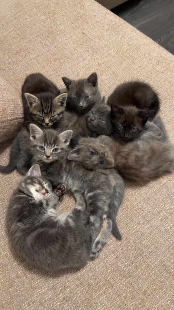 Kittens for sale