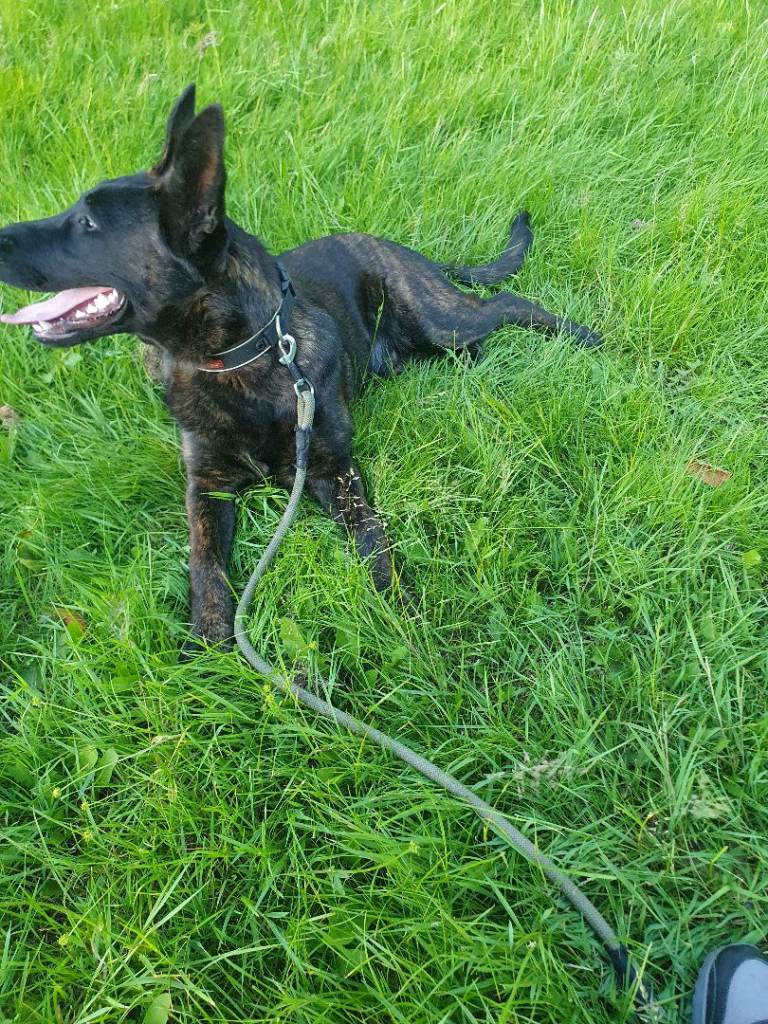 Dutch shepherd 