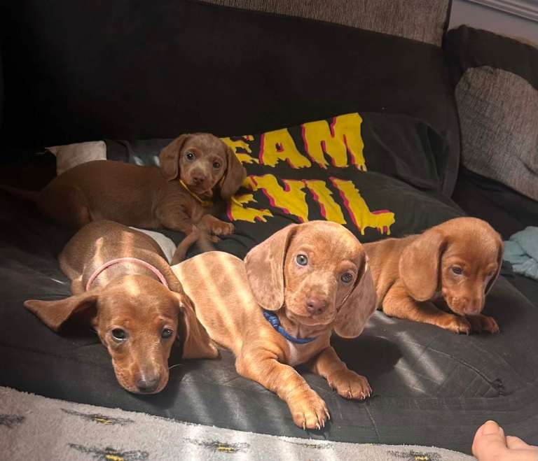 Beautiful Dachshund Puppies