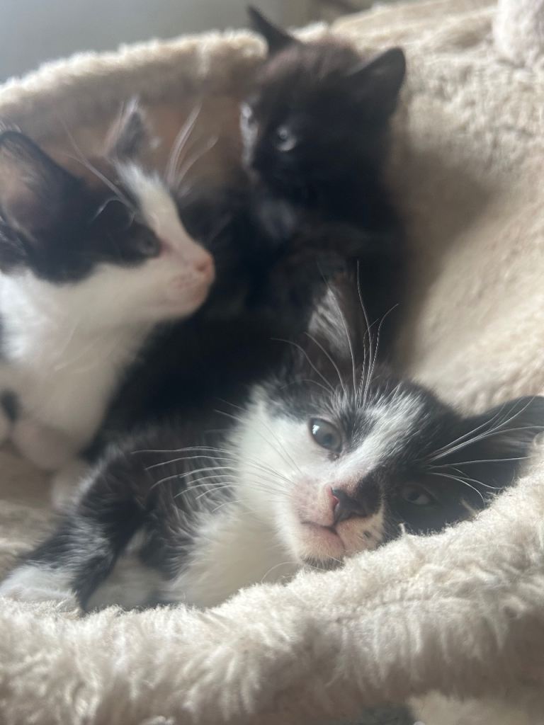 8 week old kittens ready for new homes