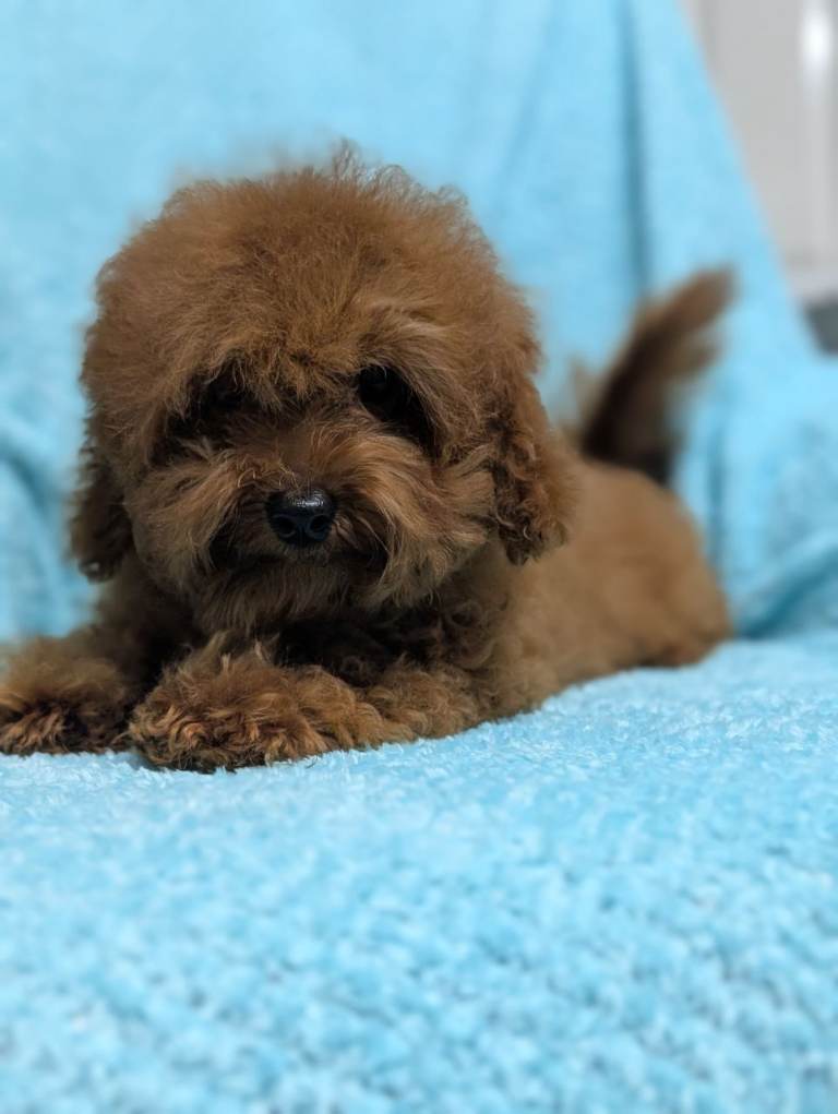  Asian red toy poodles