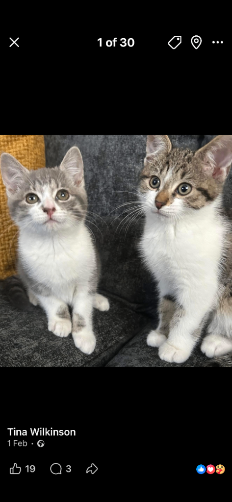 2 beautiful kittens need a new loving home 