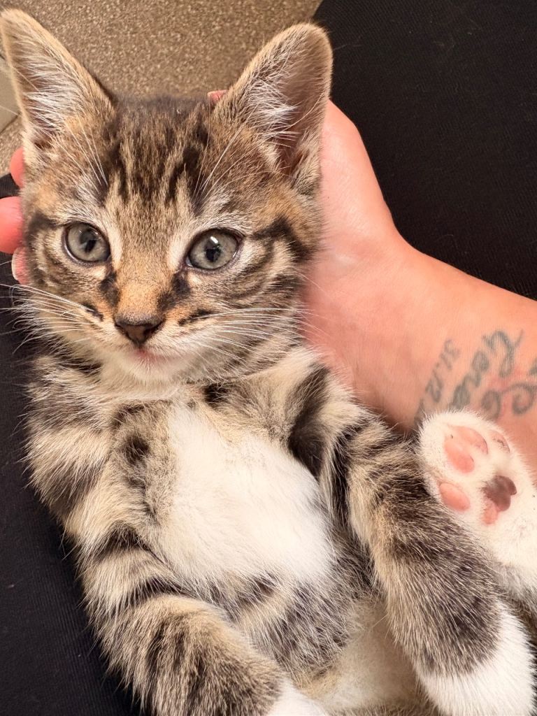 2 gorgeous tabby kittens for sale 