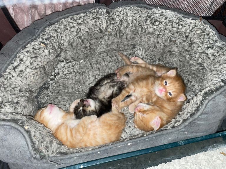 Kittens 3 ginger and 1 tabby mother resembles a Norwegian forest cat / main coon 