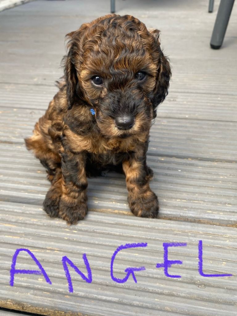 Cockapoo puppies