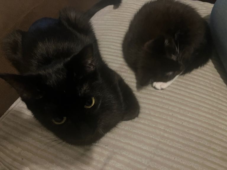 Kittens ready for loving homes 