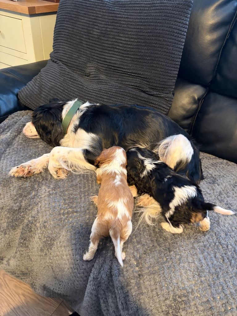 Cavalier King Charles 