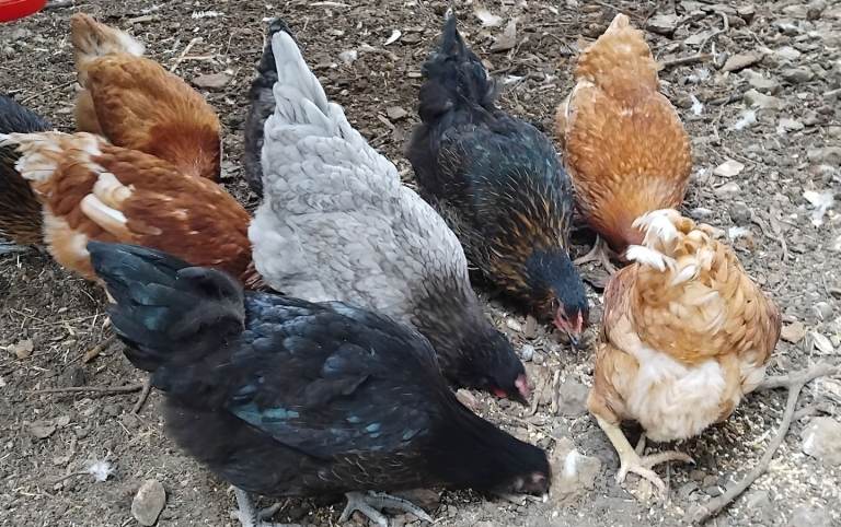 Point of Lay Chickens/Hens for sale