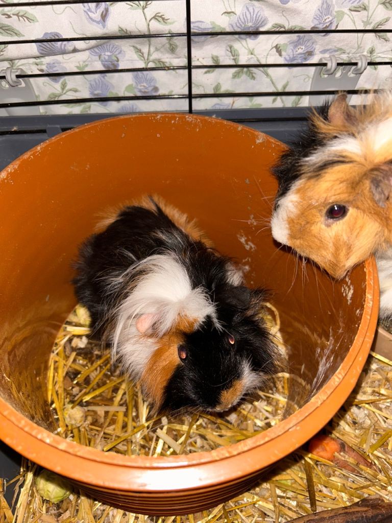 Two Guinea Pigs + cage + accessories 