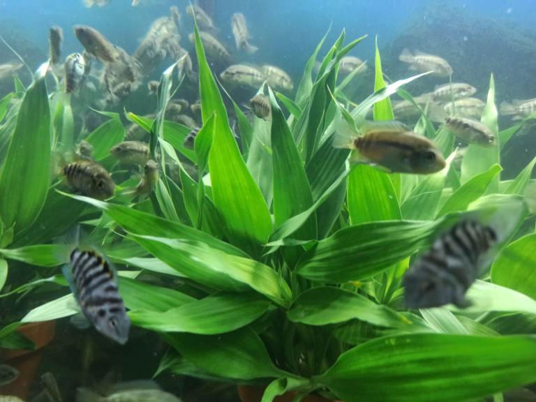 Tropical fishes cichlids