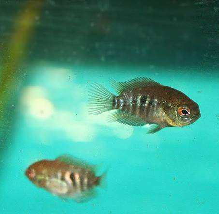 Rainbow Cichlid Fry