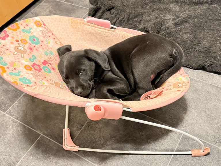 Labrador puppies ready to go NOW 1 black boy left 