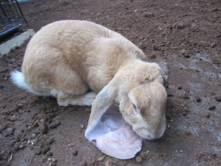 ENGLISH LOPS (PURE BRED)