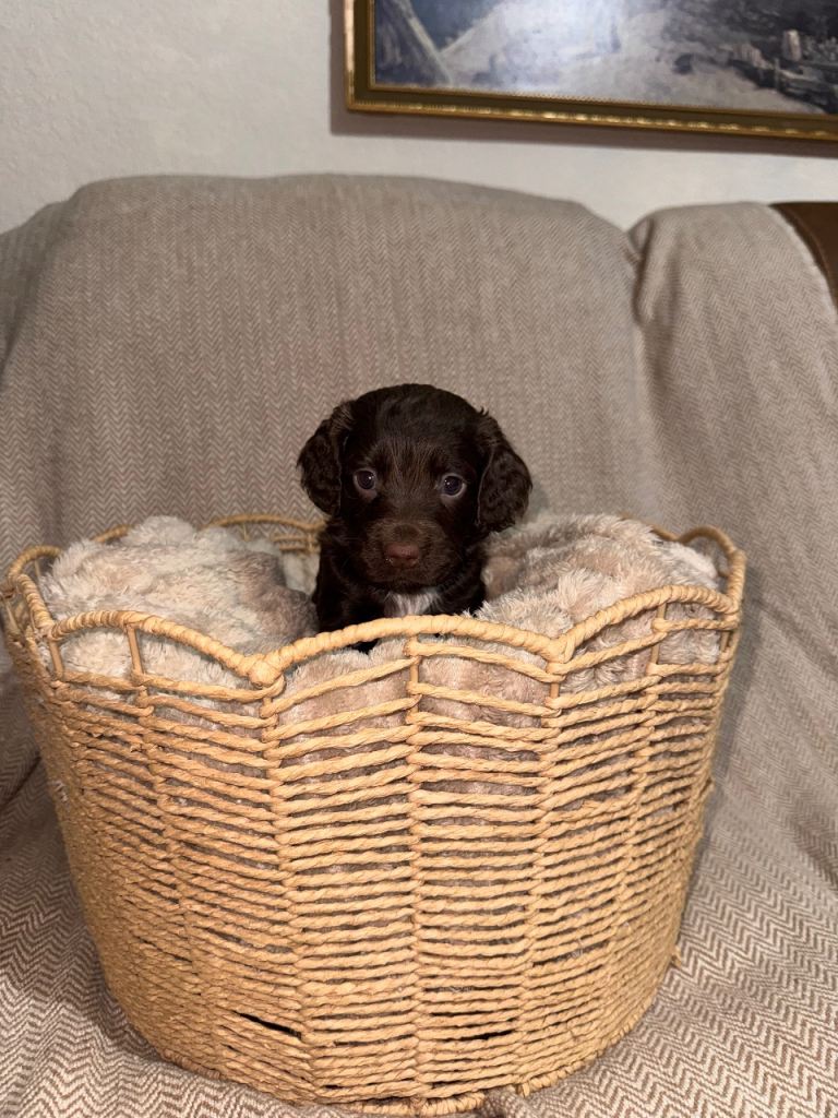 4x stunning female puppies (cocker spaniels) 