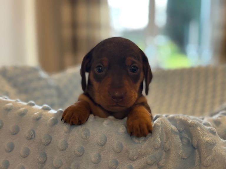 Miniature dachshund puppies