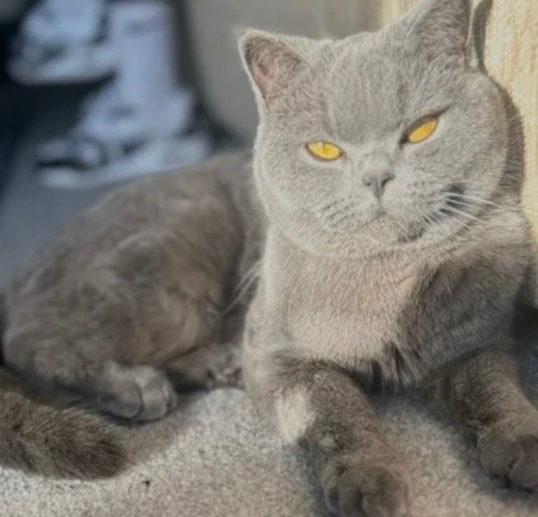 British blue shorthair  
