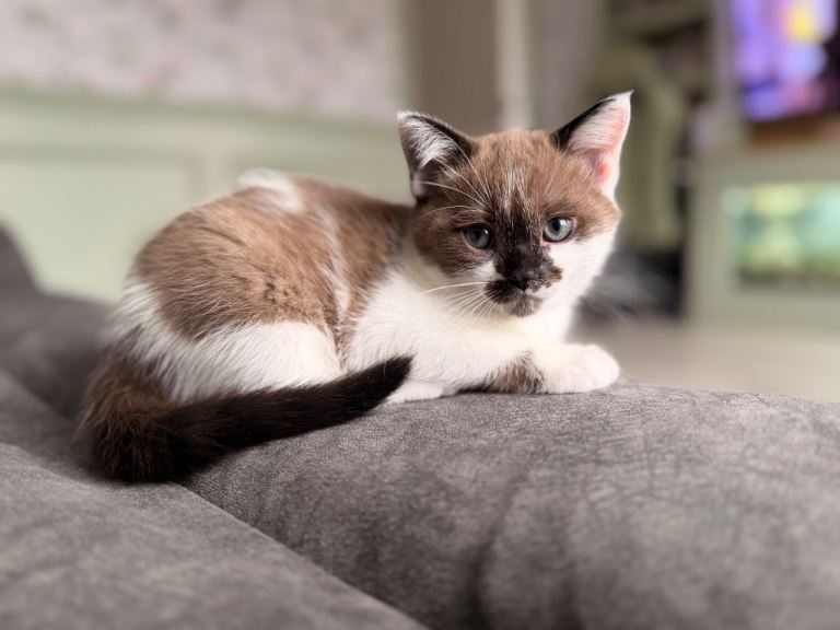 Ragdoll kitten female ready to leave 