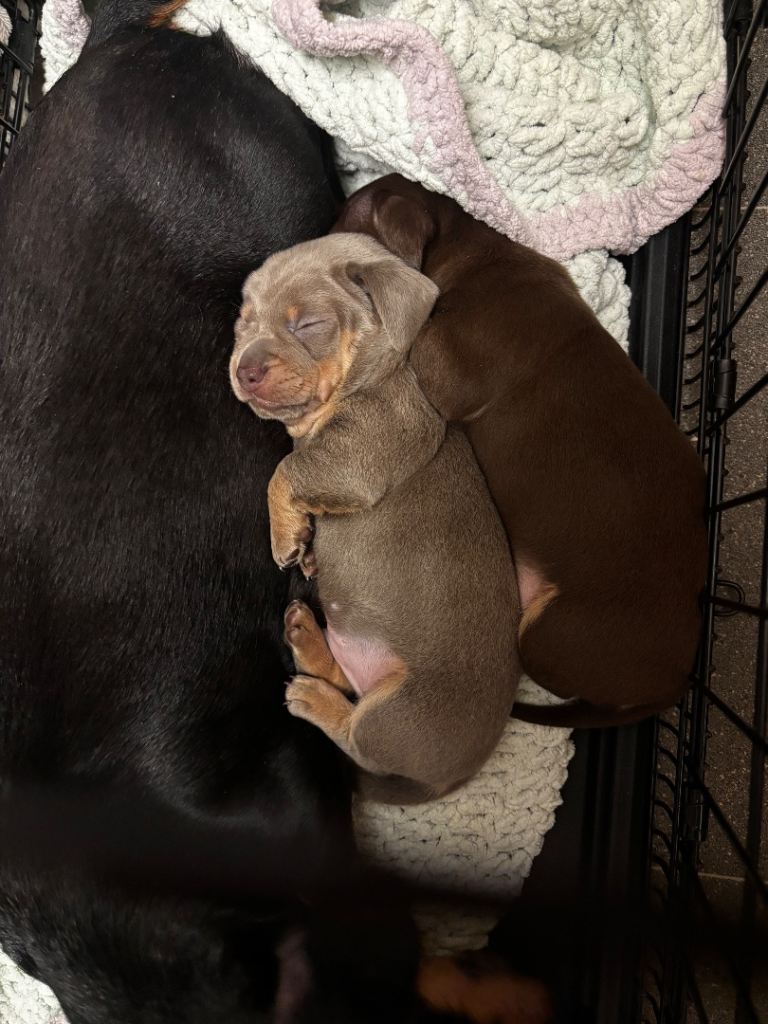 READY TO GO Tiny chiweenie puppies