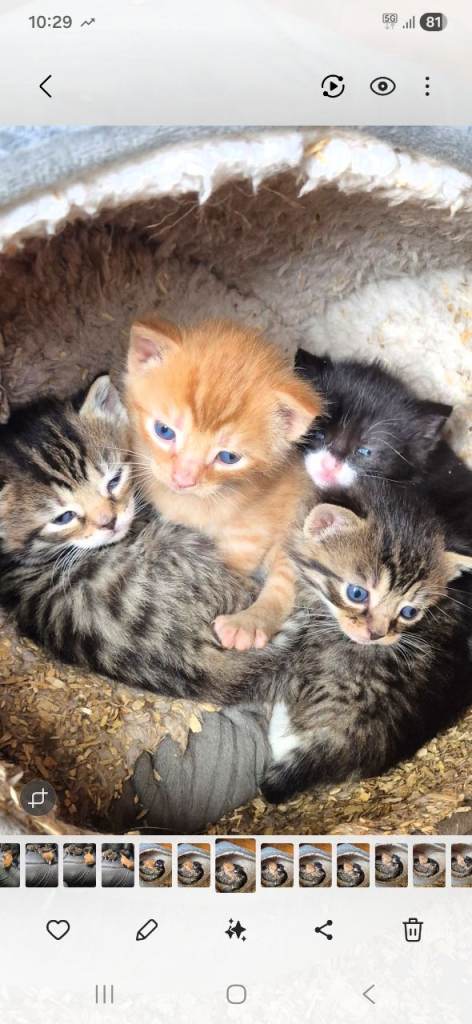 Kittens
