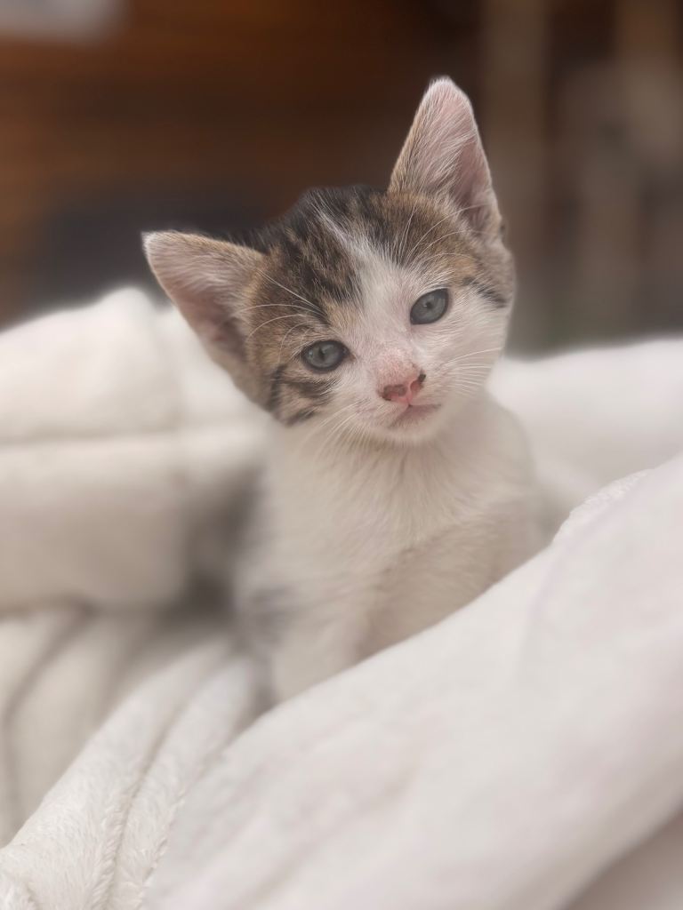 Adorable Kittens, 5 girls 1 boy 🐱