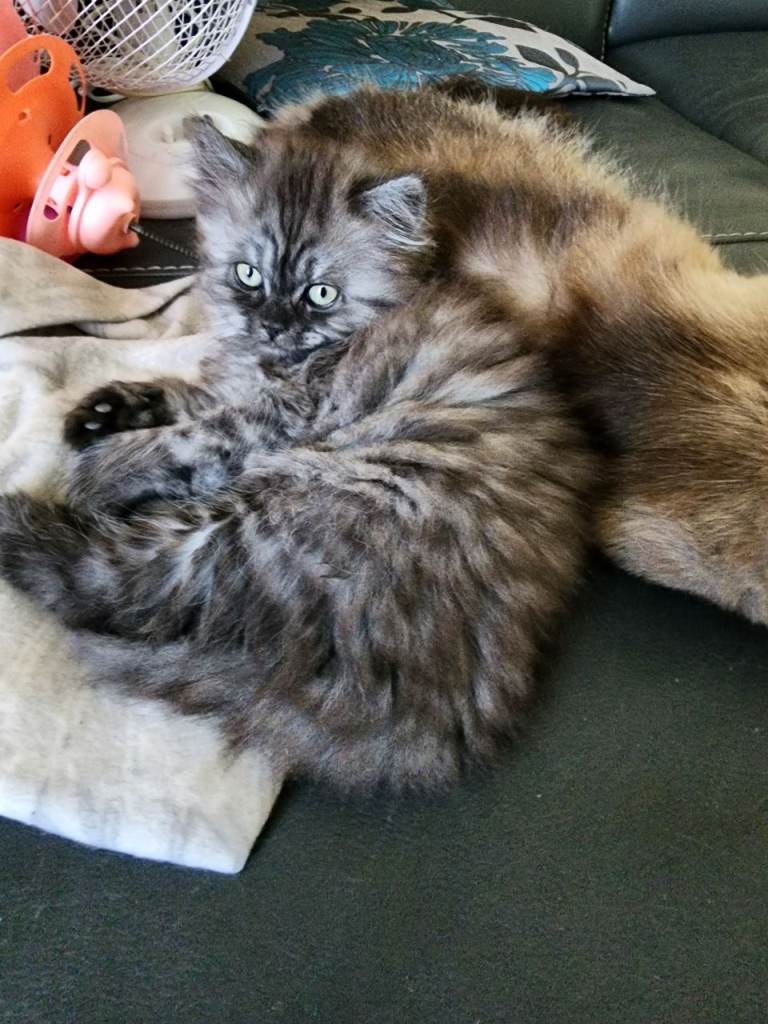 1 beautiful female kitten