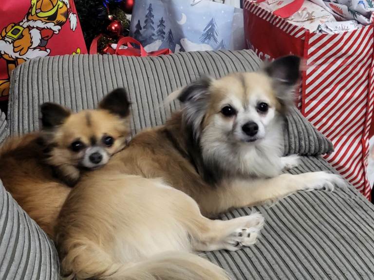 Chihuahuas 