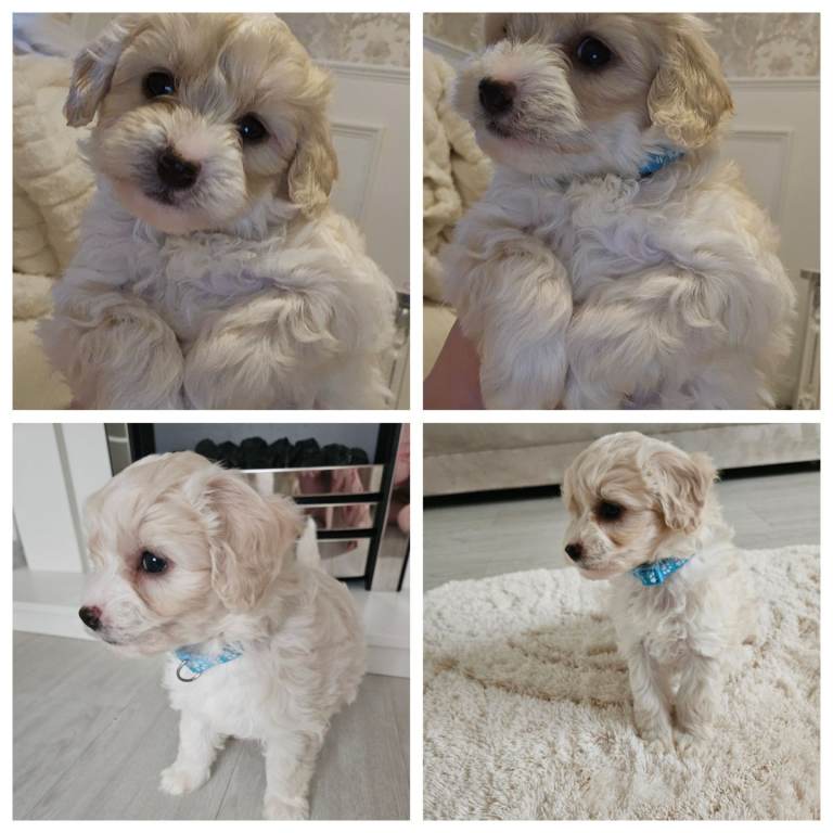 Shihpoo puppies for sale 