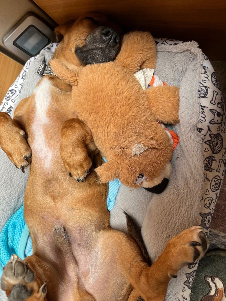 Dachshund x