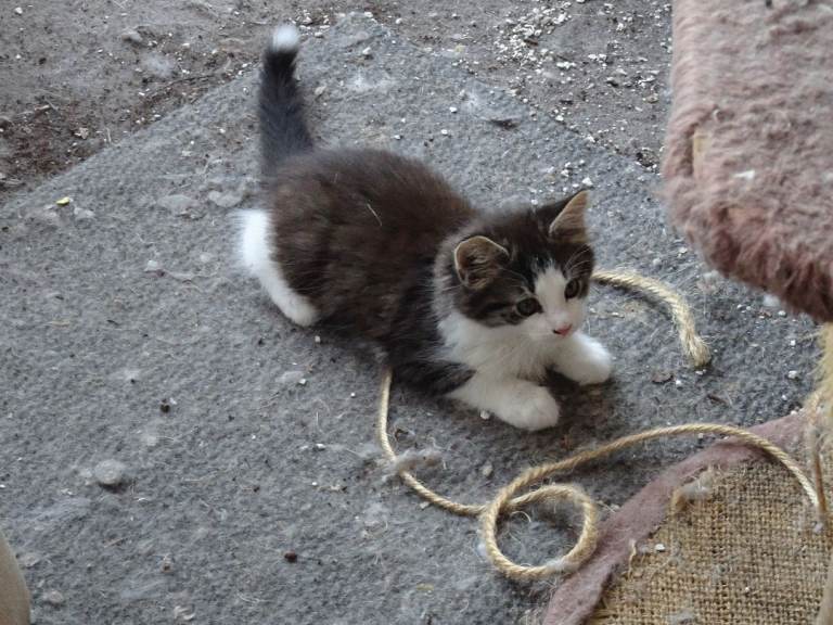 2x female kittens ready now- new photos added 4/7/26