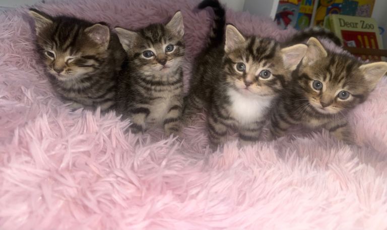 Adorable Kittens for Sale 😻