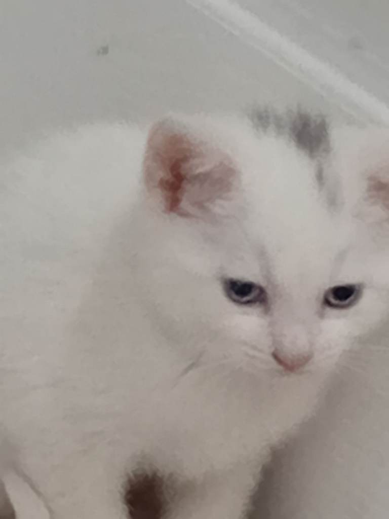 Kitten fluffy
