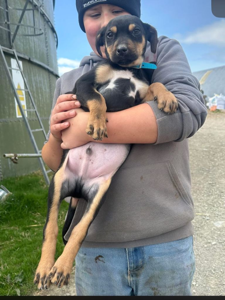 Huntaway puppy 