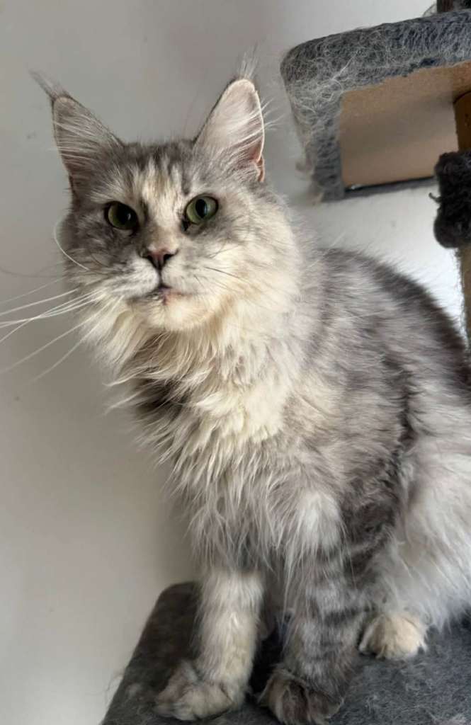 TICA registered and DNA tested Maine Coon female