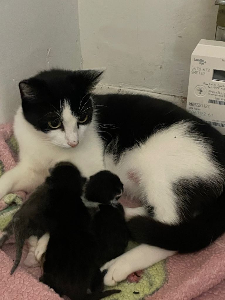 Tuxedo & part Siamese kittens 