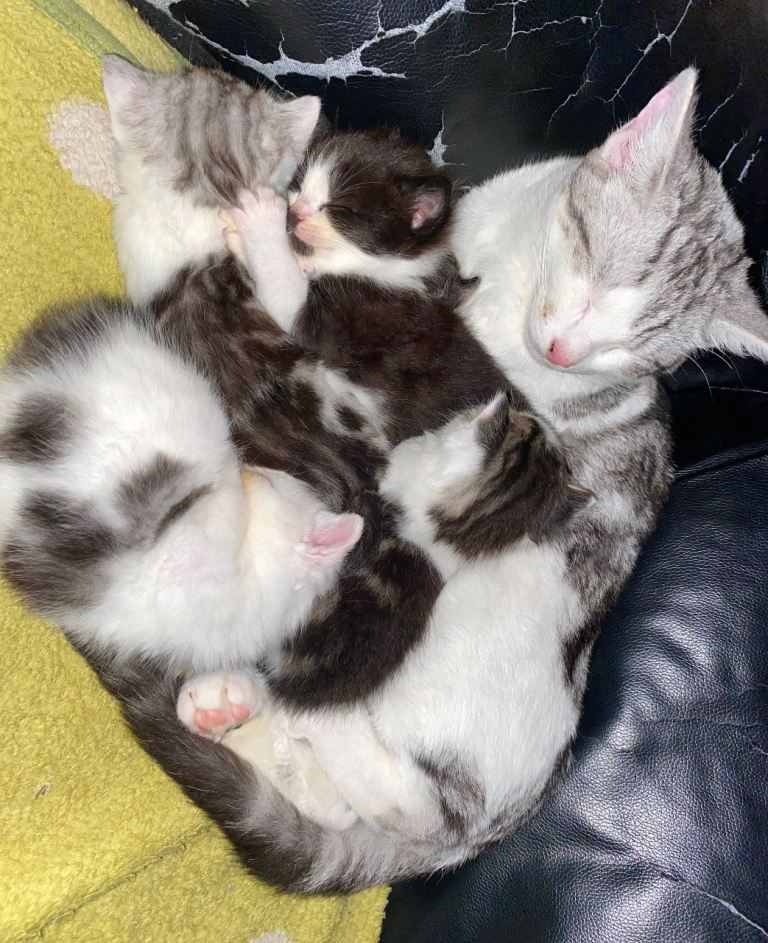 Adorable kittens looking for a new home