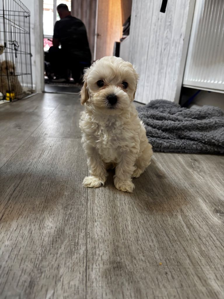 Maltipoo 8 weeks