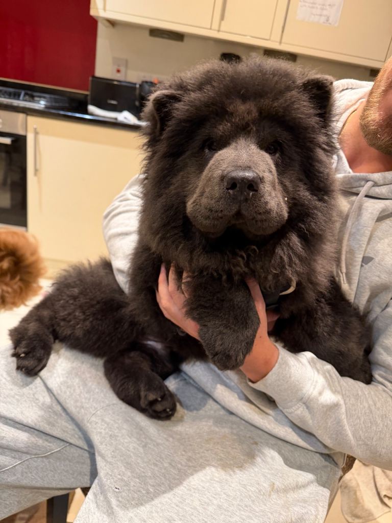 Blue chow chow 