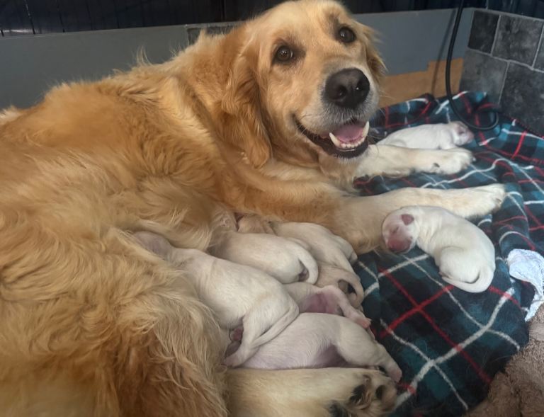 Golden Retriever Pups