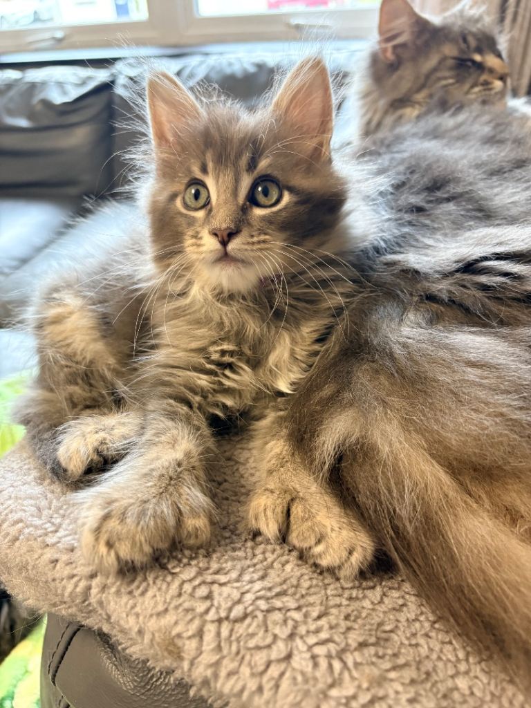 6 Remaining Maine Coon Kittens – Polydactyl & Non-Polydactyl 