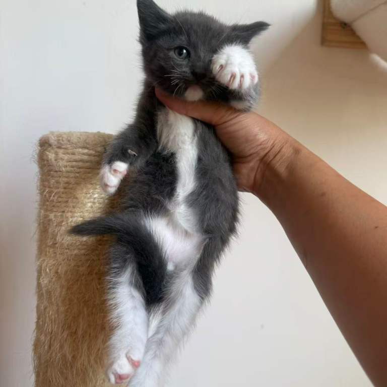 Ragdoll Mix kittens, 5 weeks, they will be ready around 8 weeils.