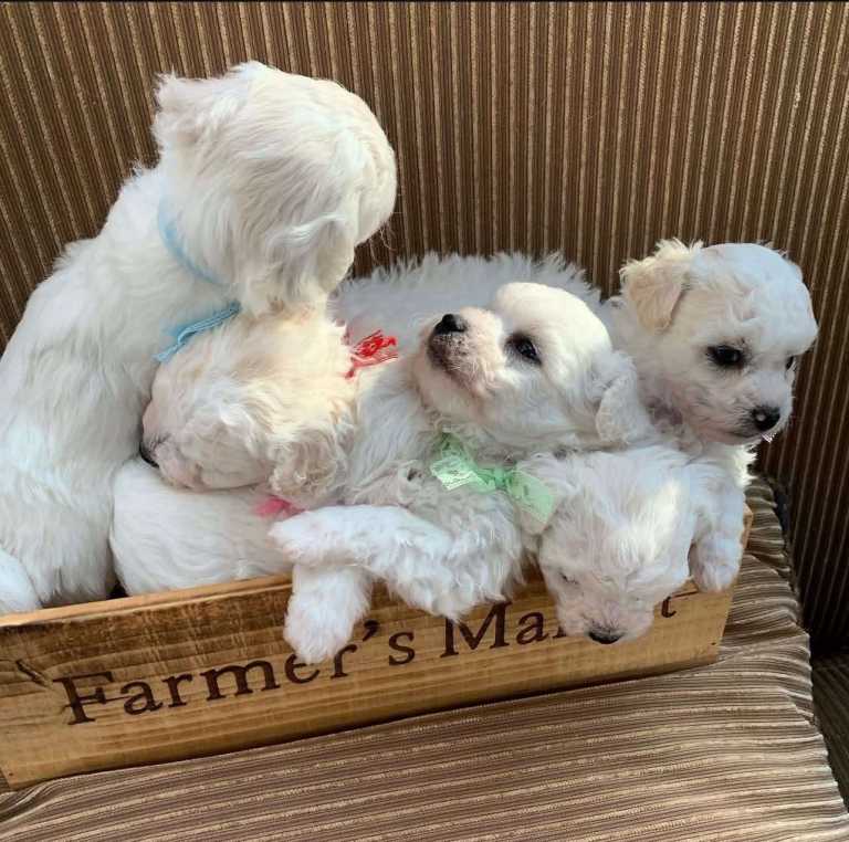 Adorable bichon puppies 