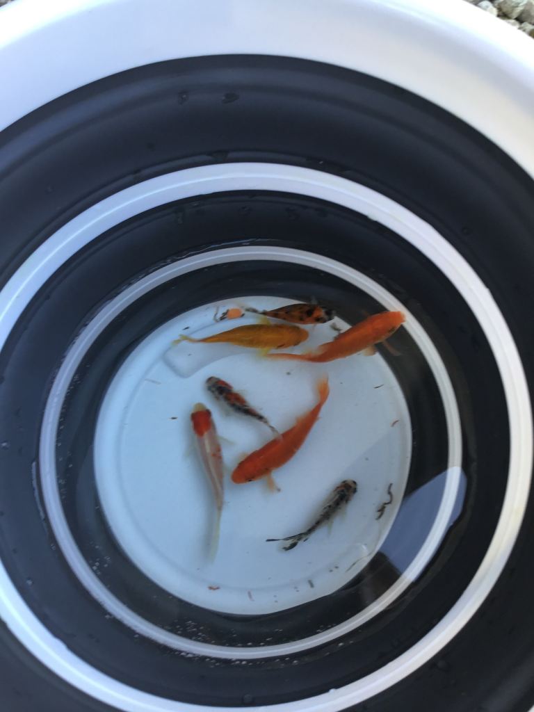 Pond fish sh