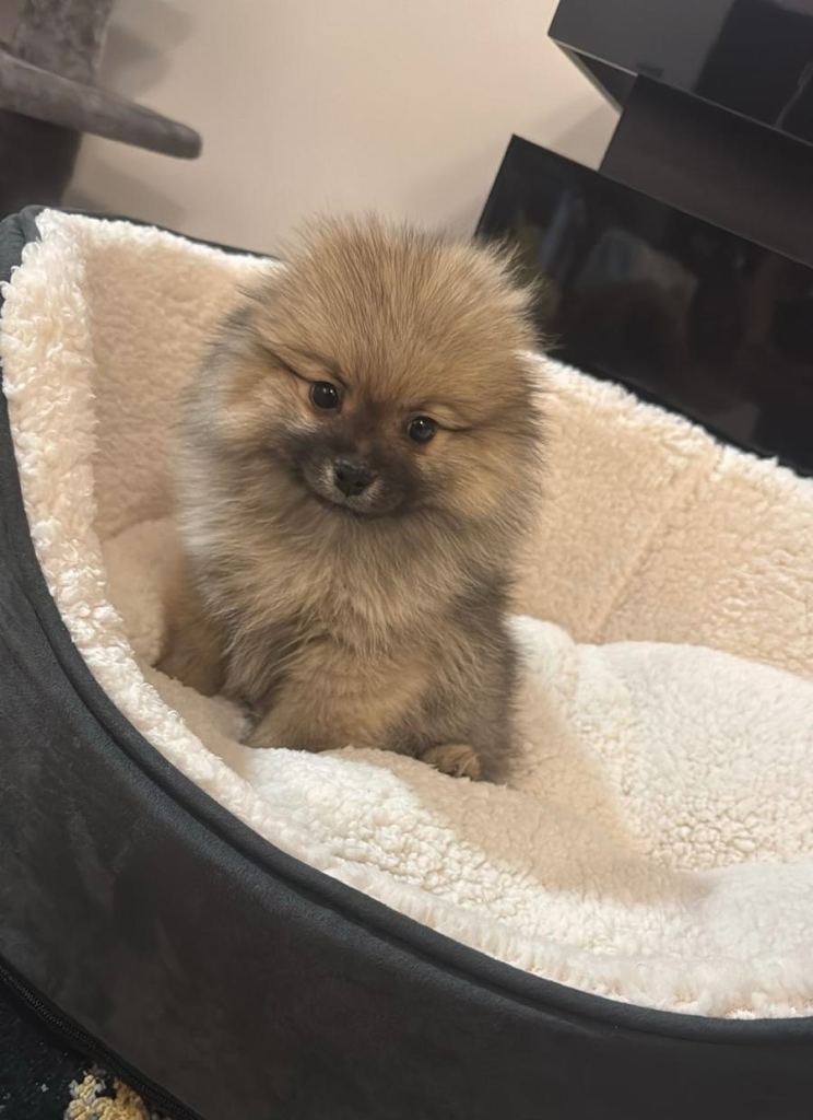 Pomeranian puppy for sale 