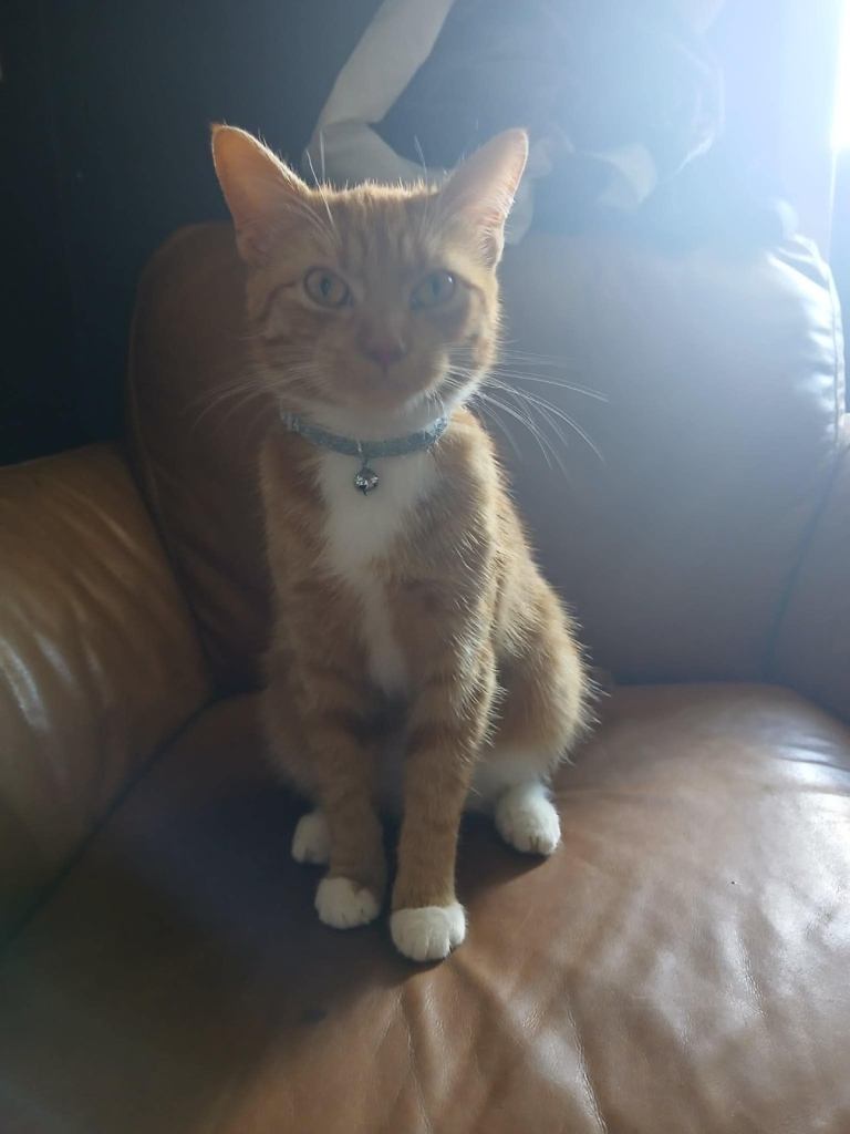 Female ginger cat