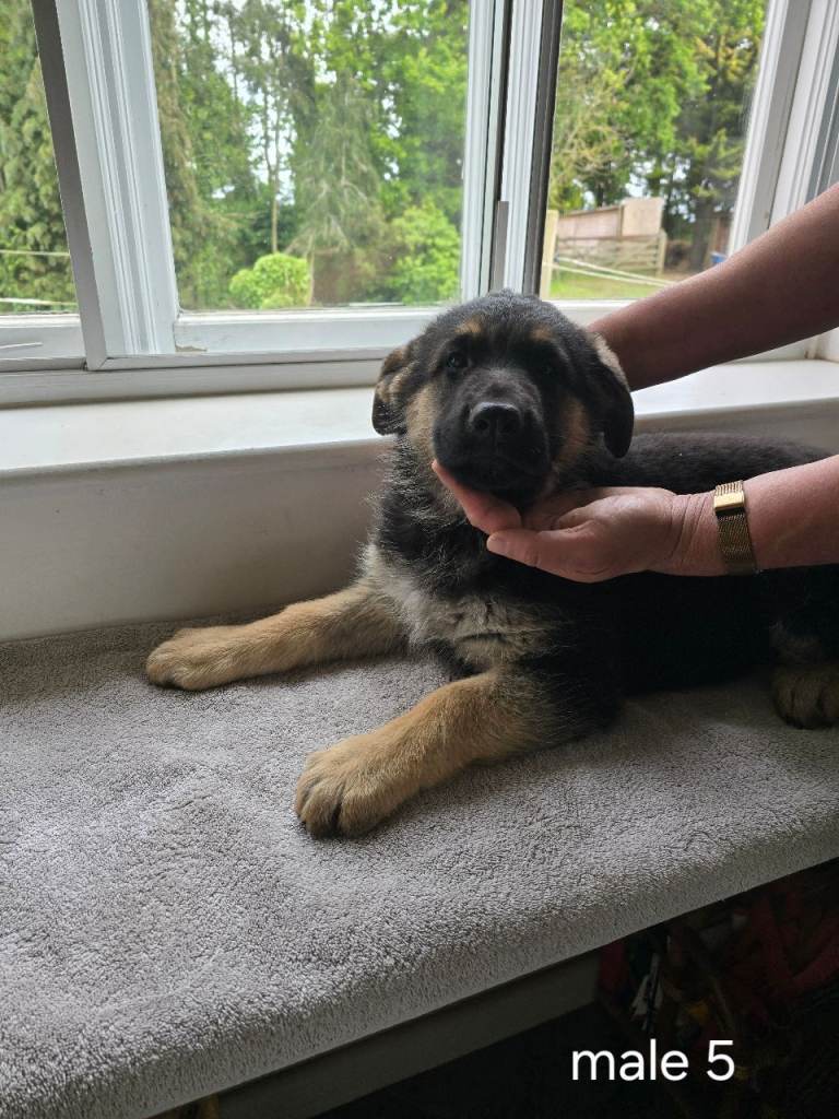 German shepherd puppies for sale