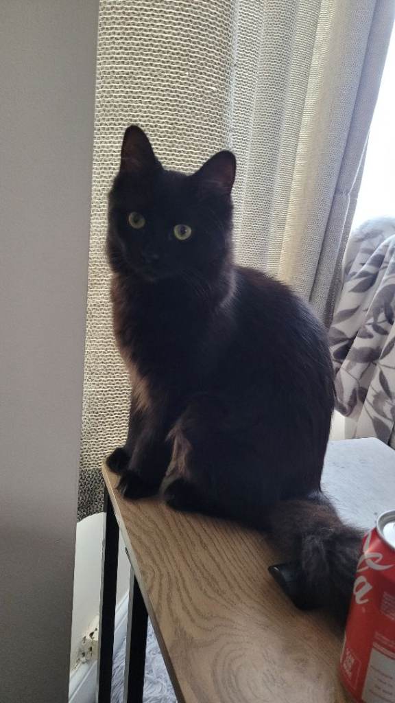 Black Female Cat Looking for Loving Home